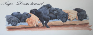 Inga-Lenas kennel