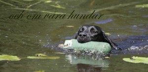 och om våra hundar_1024x502